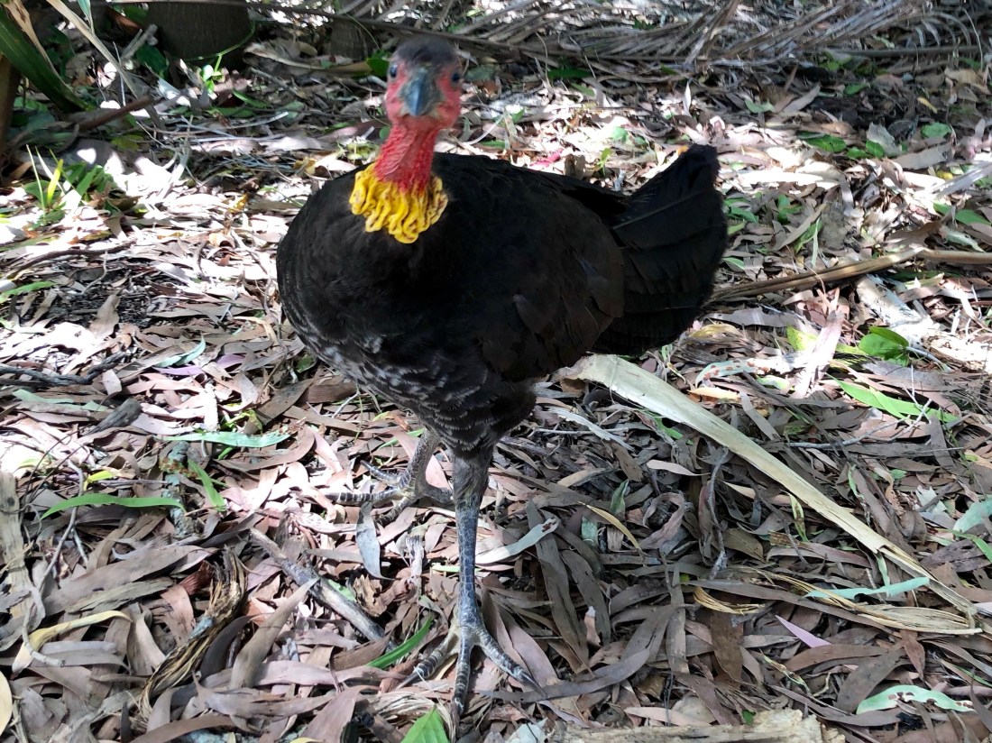 bush turkey.jpg