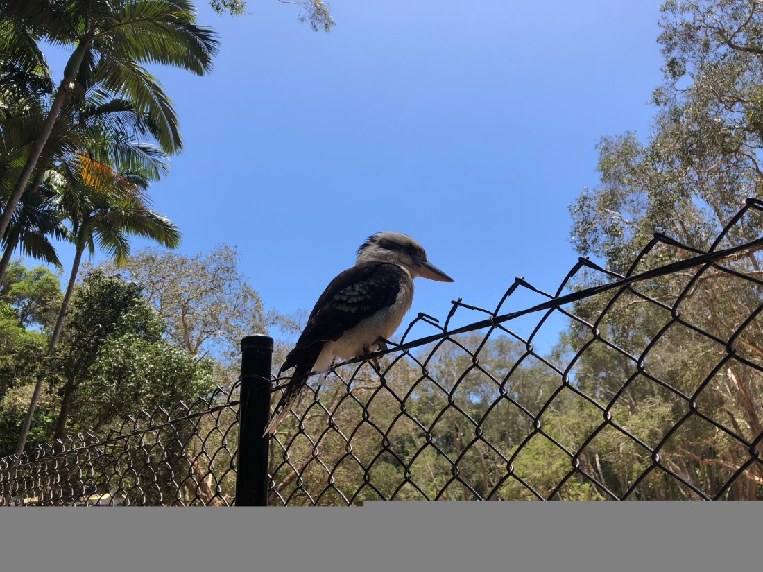 kookaburra